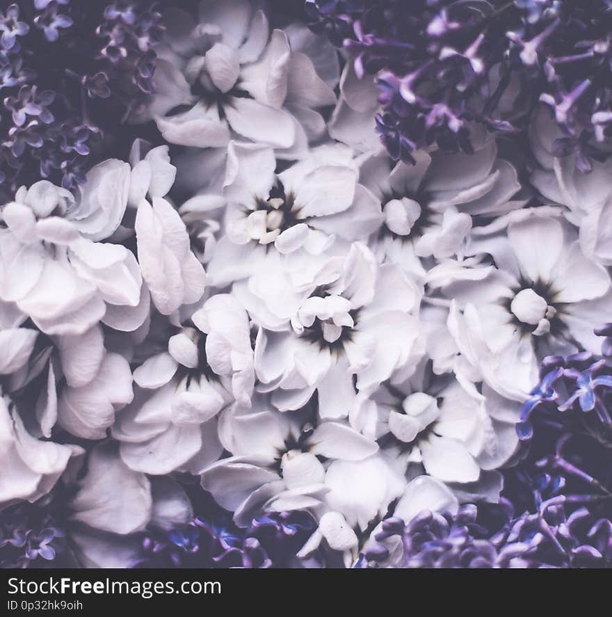 Vintage floral background