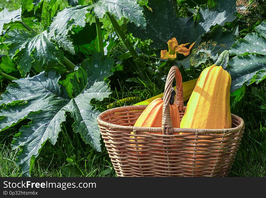 Two yellow zucchini in the basket in the garden, in farmland. Agriculture and healthy eating concept