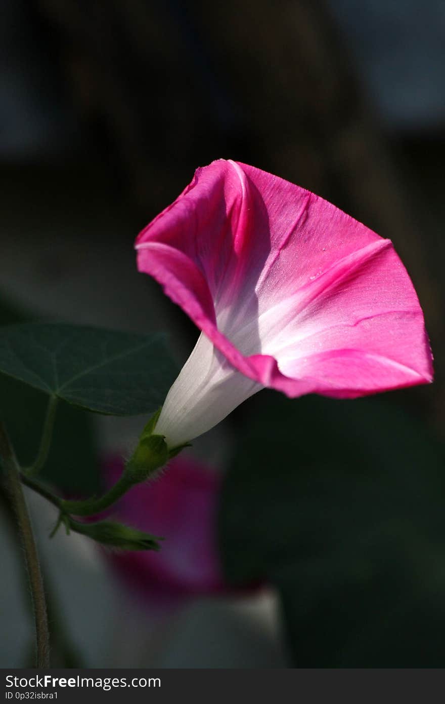 Blooming Ipomoea Tricolor morning glory vine. Blooming Ipomoea Tricolor morning glory vine