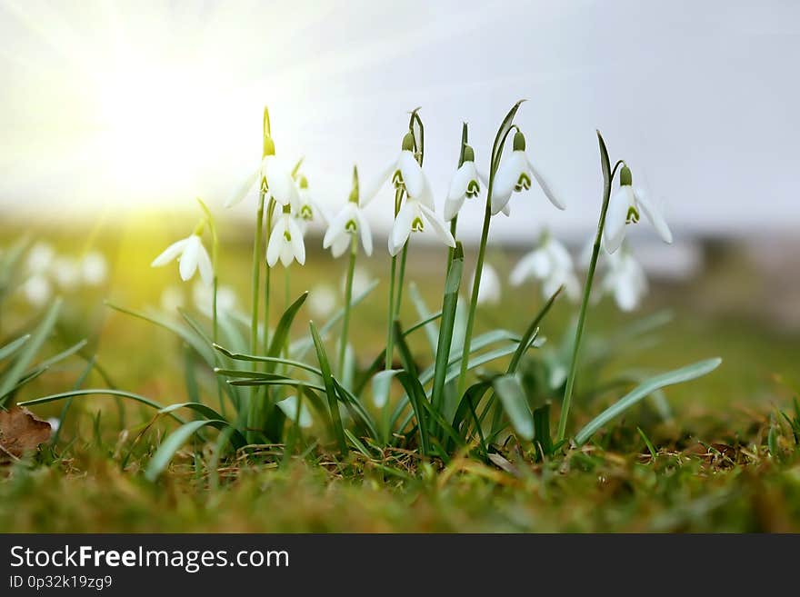 The first spring flowers in the sun.