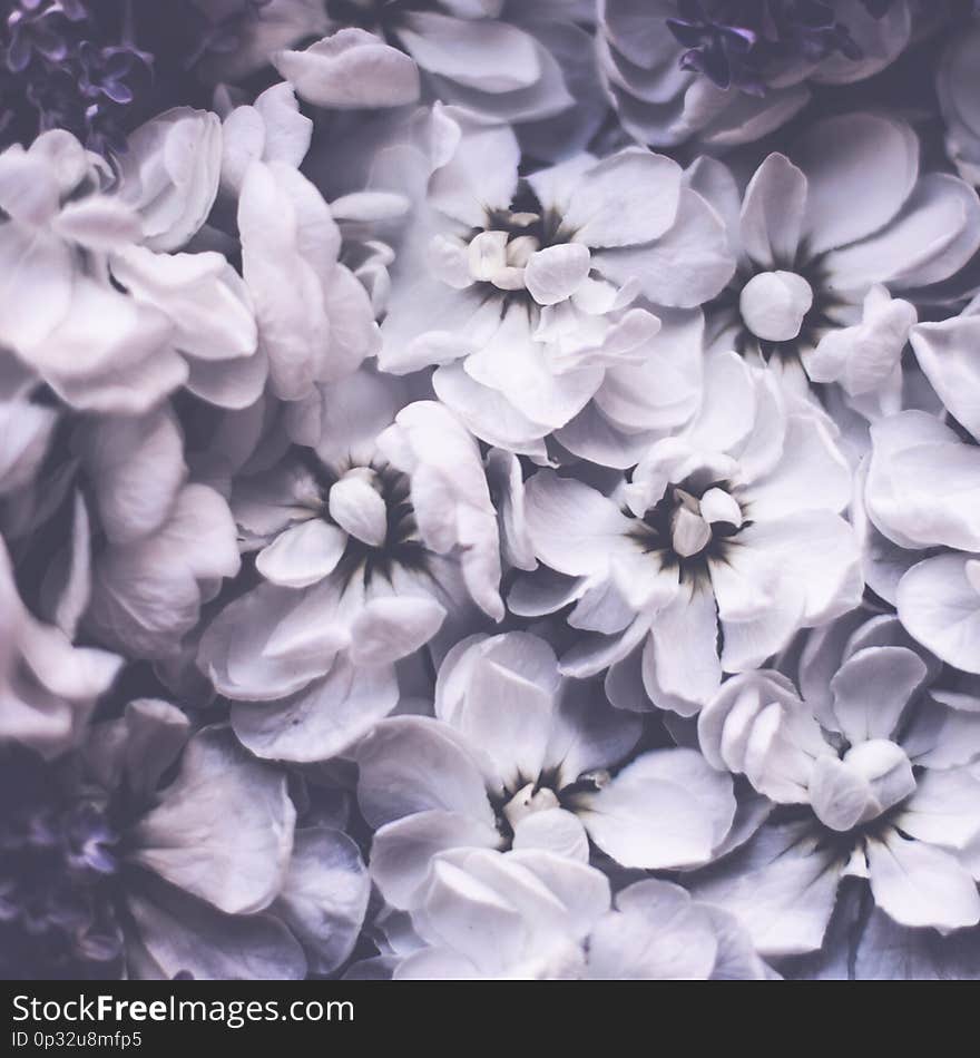 Vintage Floral Background