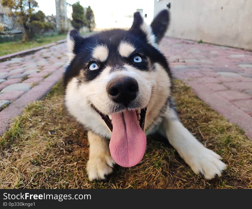 Husky dog