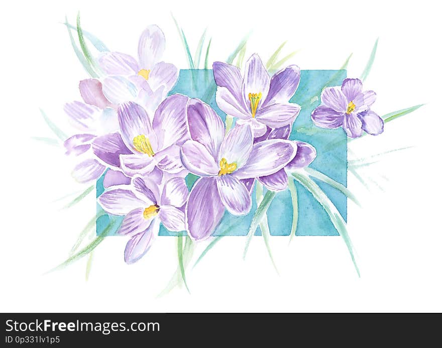 Watercolor illustration with blooming lilac crocus flower for original print design. Watercolor frame and Flower spring season background. Watercolor illustration with blooming lilac crocus flower for original print design. Watercolor frame and Flower spring season background