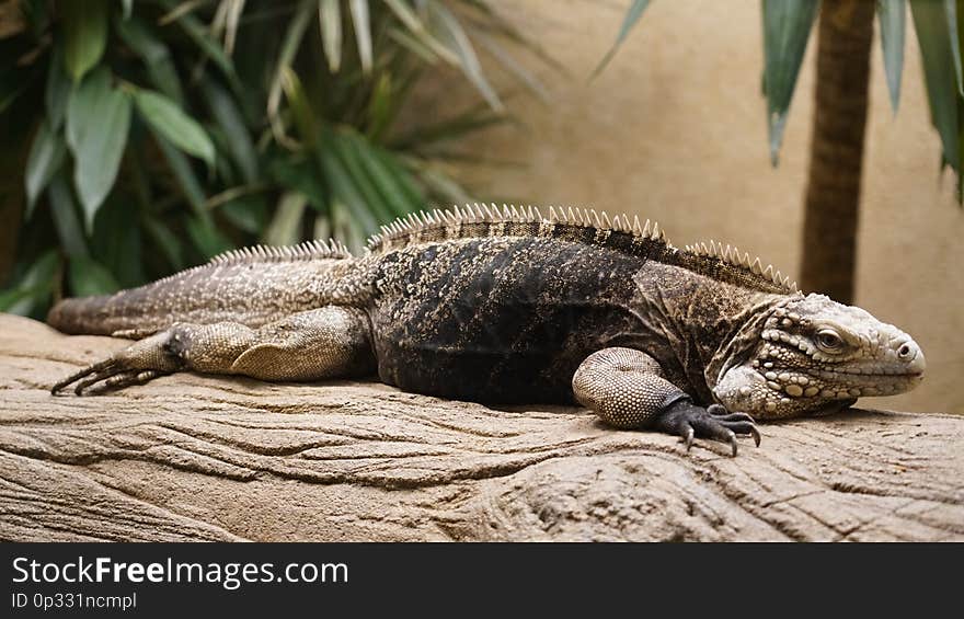 An iguana resting on a tree branch at the zoo in Antwerp. An iguana resting on a tree branch at the zoo in Antwerp.