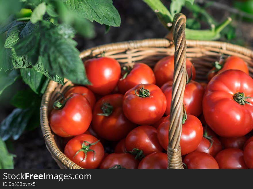 Harvest of tomatoes in the basket outdoors, farming, gardening and agriculture concept