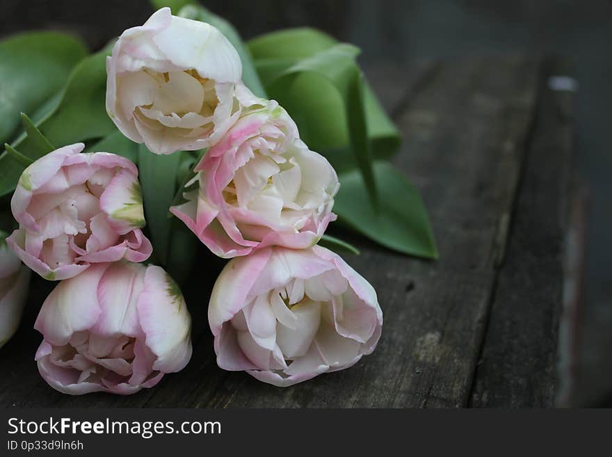 Beautiful delicate soft pink fresh natural bouquet of spring tulip macro
