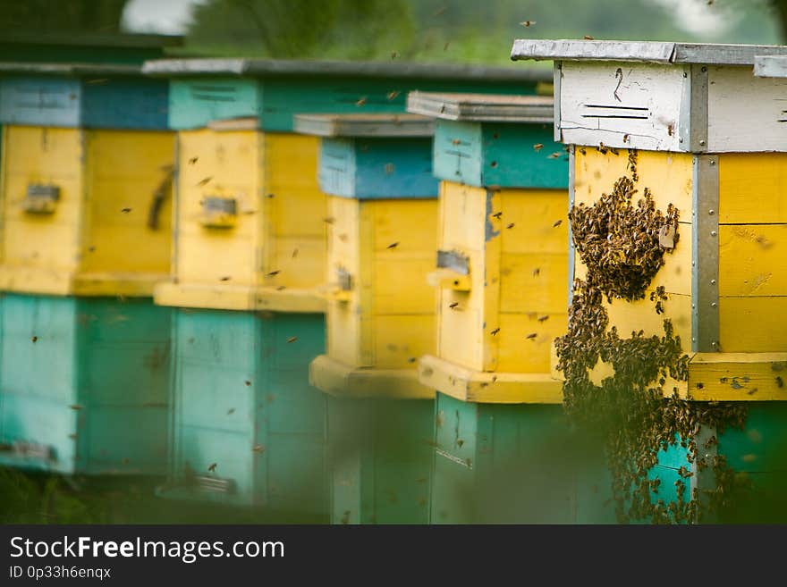 Bees swarming near the entrance to the hive. Bees swarming near the entrance to the hive