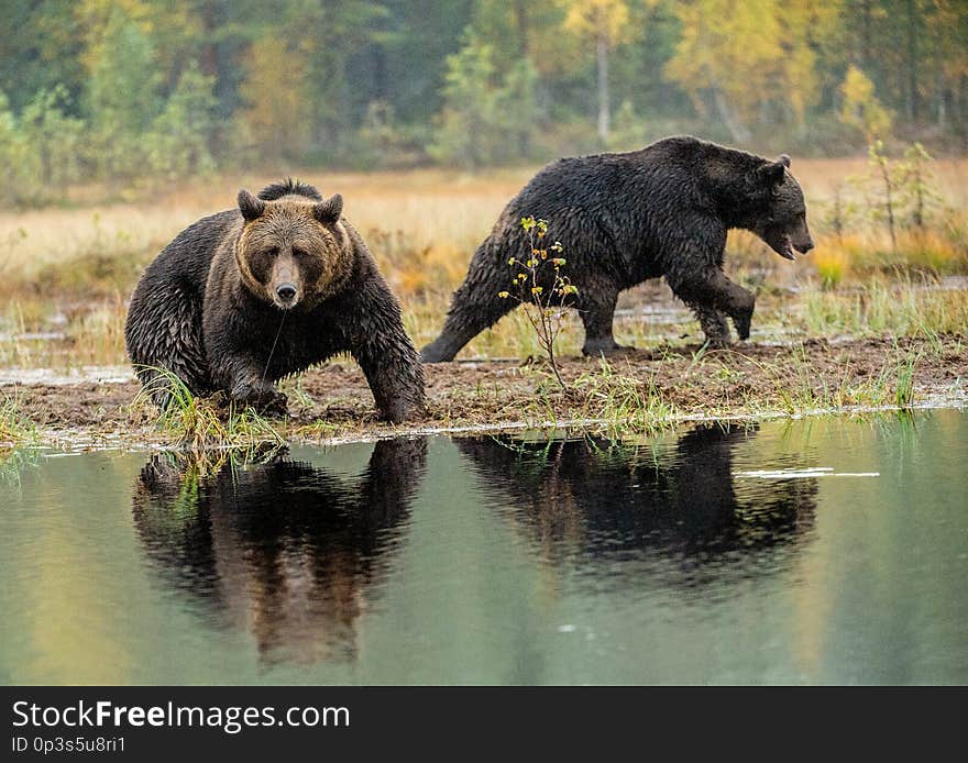 A brown bears on the bog. Adult Wild Big Brown Bears . Scientific name: Ursus arctos. Natural habitat. Autumn season. A brown bears on the bog. Adult Wild Big Brown Bears . Scientific name: Ursus arctos. Natural habitat. Autumn season