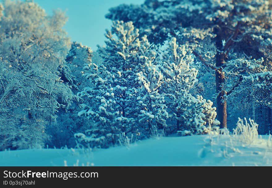 Beautiful Christmas landscapeб winter landscape with the pine forest