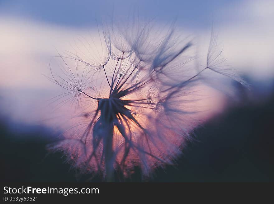 dandelion at sunset . Freedom to Wish. Dandelion silhouette fluffy flower on sunset sky