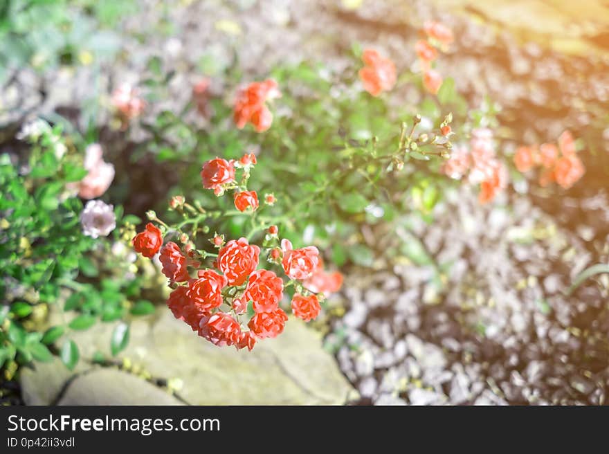 Beautiful branch, bush of a ground cover rose in summer, on a stone bed in the garden, in the rays of the sun, close-up. Beautiful branch, bush of a ground cover rose in summer, on a stone bed in the garden, in the rays of the sun, close-up