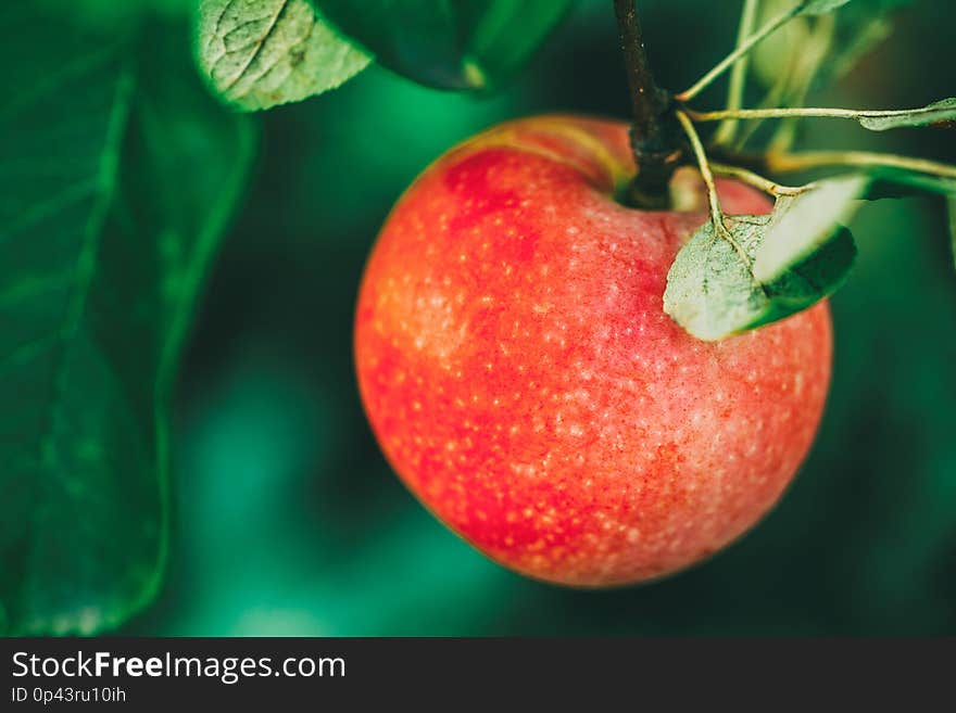 Fresh Red Apple On Tree Branch, Bunch, Ready To Be Harvested. Late Summer Or Early Autumn Harvest. Fresh Red Apple On Tree Branch, Bunch, Ready To Be Harvested. Late Summer Or Early Autumn Harvest