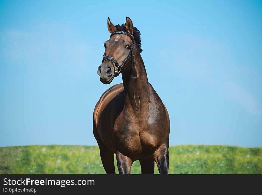 Portrait of a beautiful brown sport horse on freedom in motion on sky background in summer. Front view