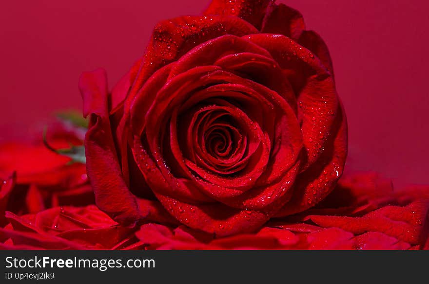 Bright red rose for Valentine Day. Roses in flower shop. A red rose bloom. Rose petals. Red rose flower. Close up of red roses and water drops. Natural bright roses background. A close up macro shot.