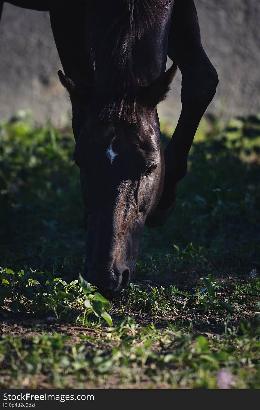 The portrait of a dark bay horse eats grass summer