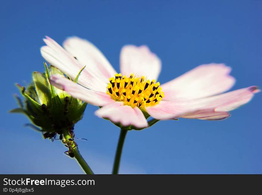 Cosmos bipinnatus light-purple flower close-up