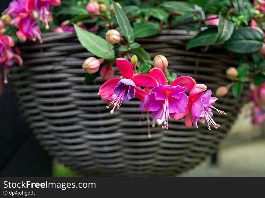 Beautiful fuchsia flowering plants in old wicker pot