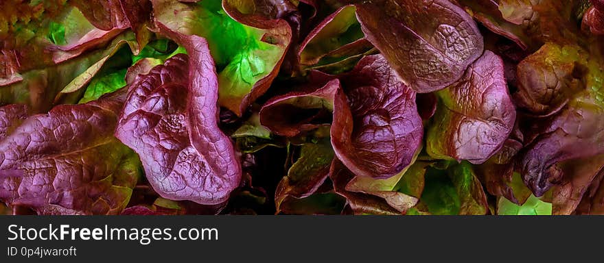 Purple lettuce salad leaf Pattern. Red Oakleaf lettuce textured background..