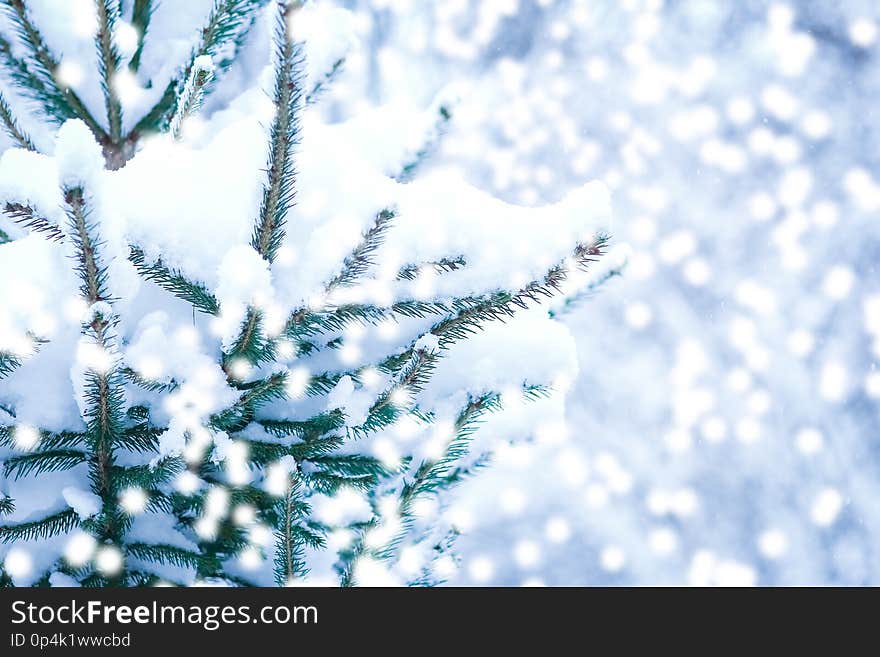 Beautiful background of the Christmas tree in nature park