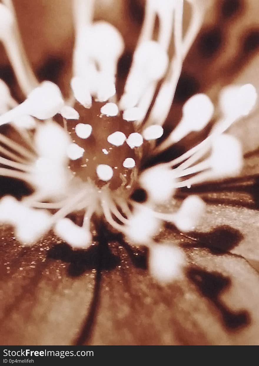 Closeup of a brown flower