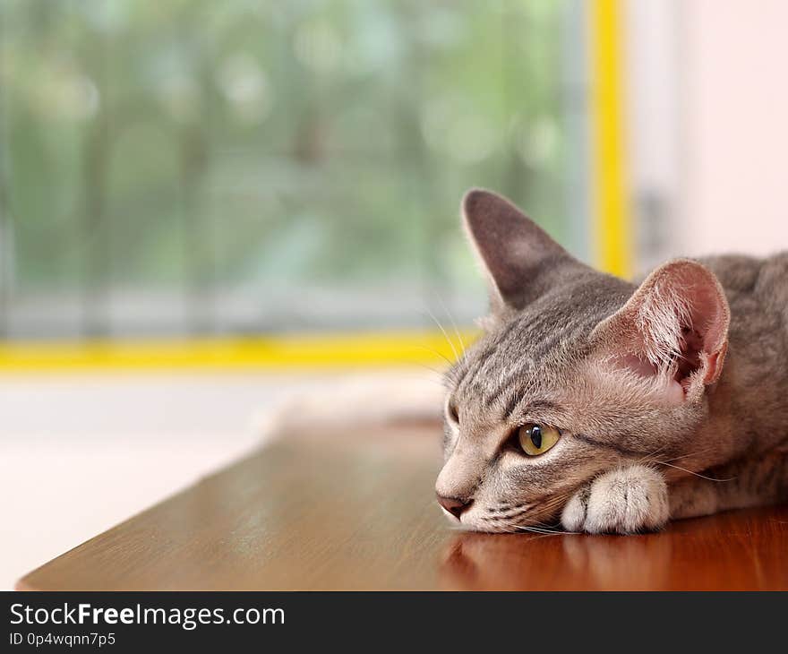 Cute short hair young asian kitten grey and black stripes home cat relaxing lazy on wooden cupboard portrait shot selective focus blur home indoor background