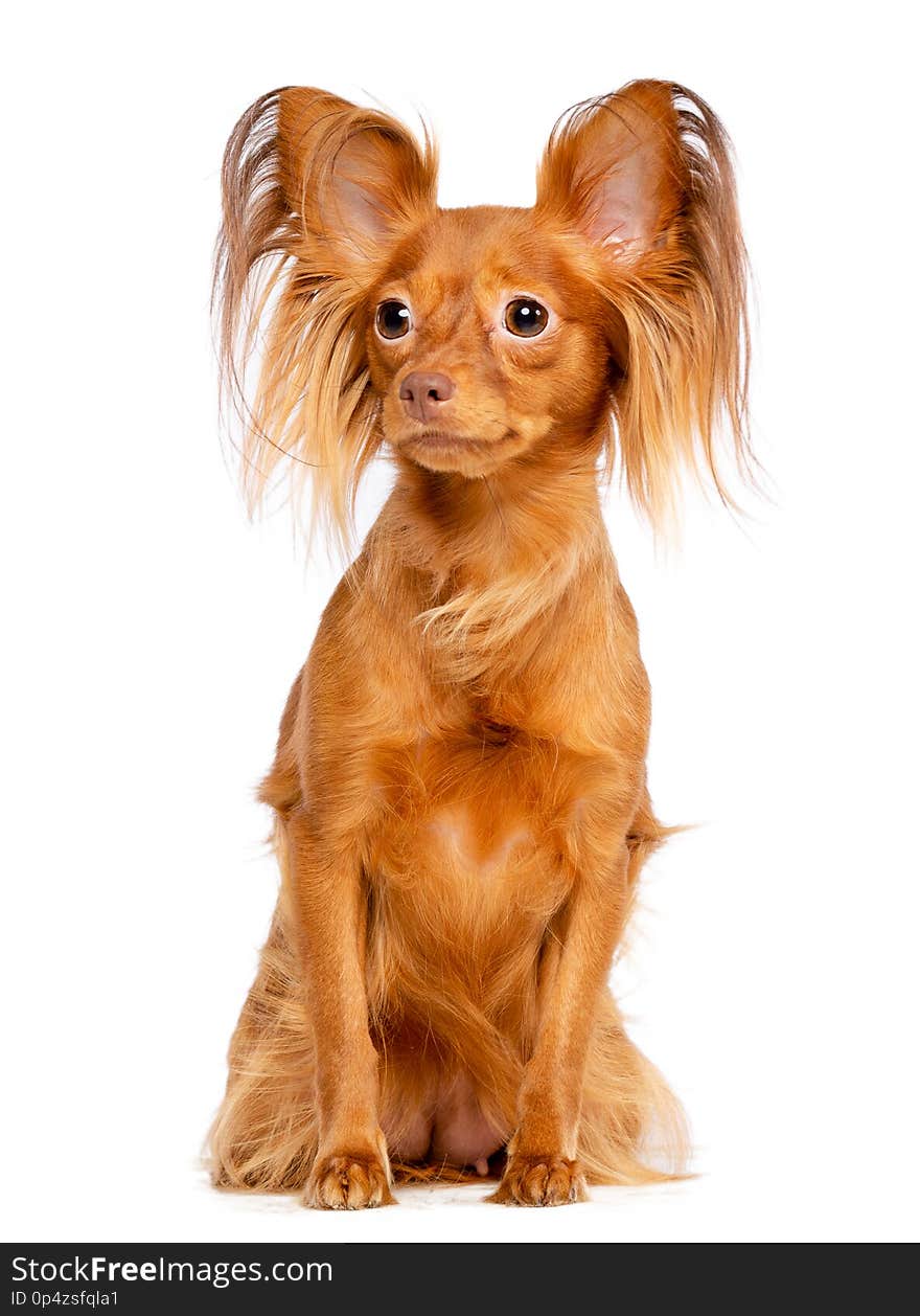 Toy Terrier Dog on Isolated white Background