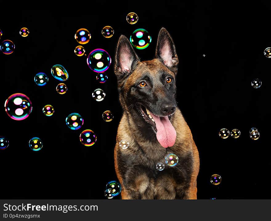 Belgian Shepherd Dog, malinois dog on Black Background