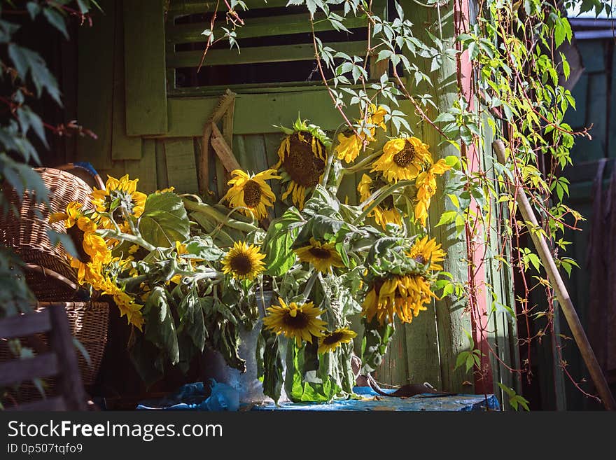 Bouquet of sunflowers near the hut