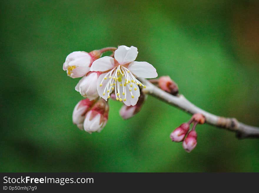 Beautiful Mini White Flowers