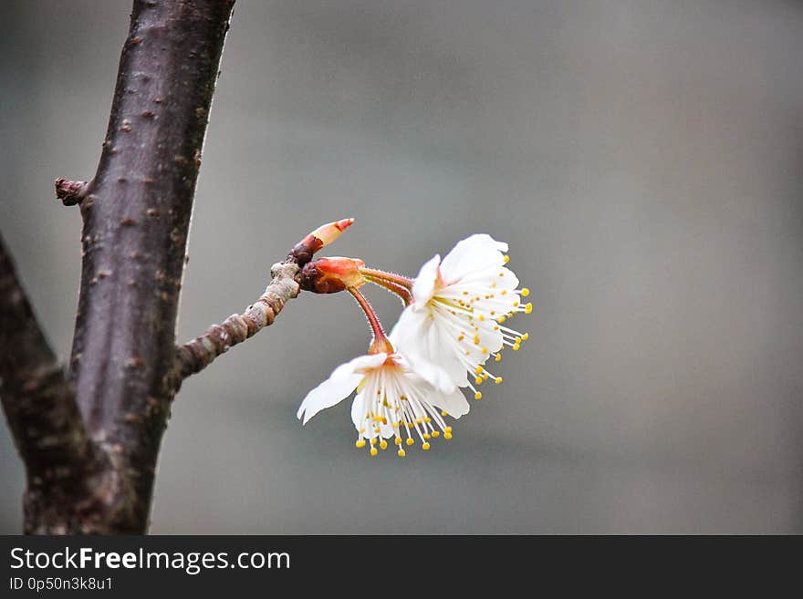 Picture of beautiful mini white flowers newly bloom blossom at spring in japan