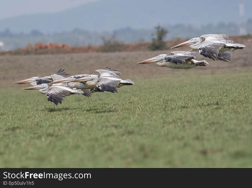 A group of Pelicans flying together. A group of Pelicans flying together