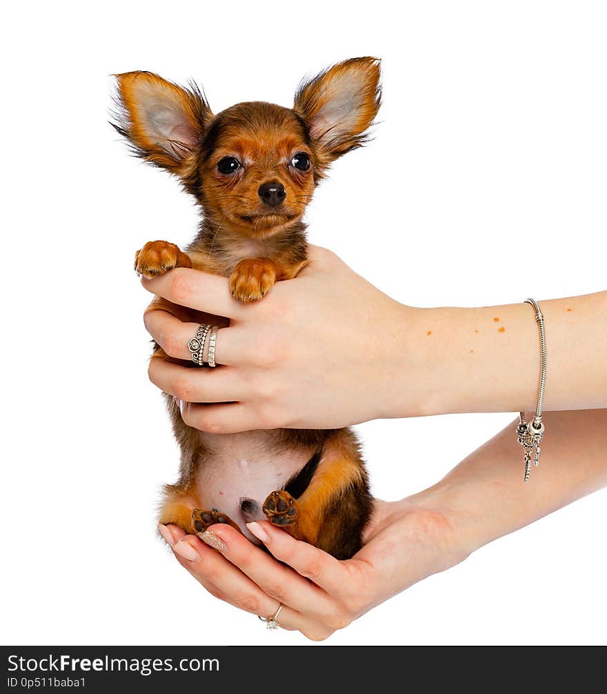 Toy Terrier Dog puppy on Isolated Black Background