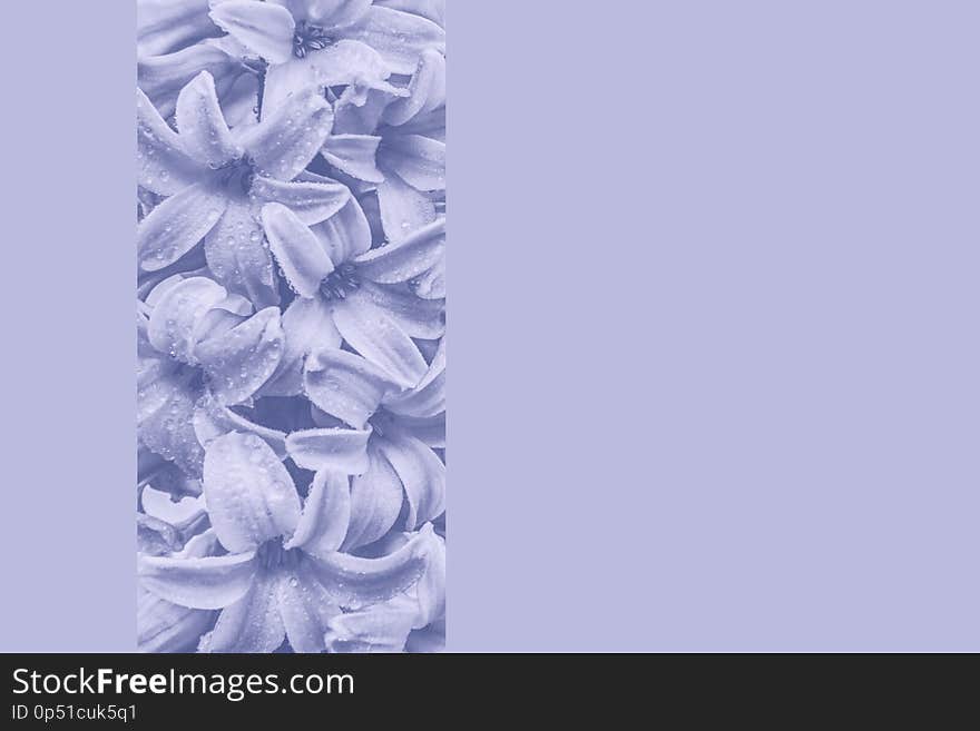 Light purple background with big hyacinth flowers and rain drops close up