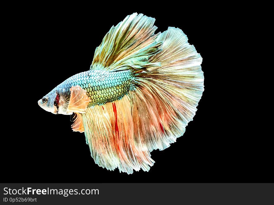 Thai Fighting Fish is a beautiful fish and Thai national fish.