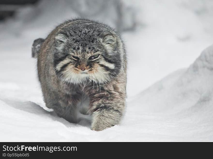 Beautiful but severe fluffy and angry wild cat manul is walking in the snow right at you full face, a white snow background