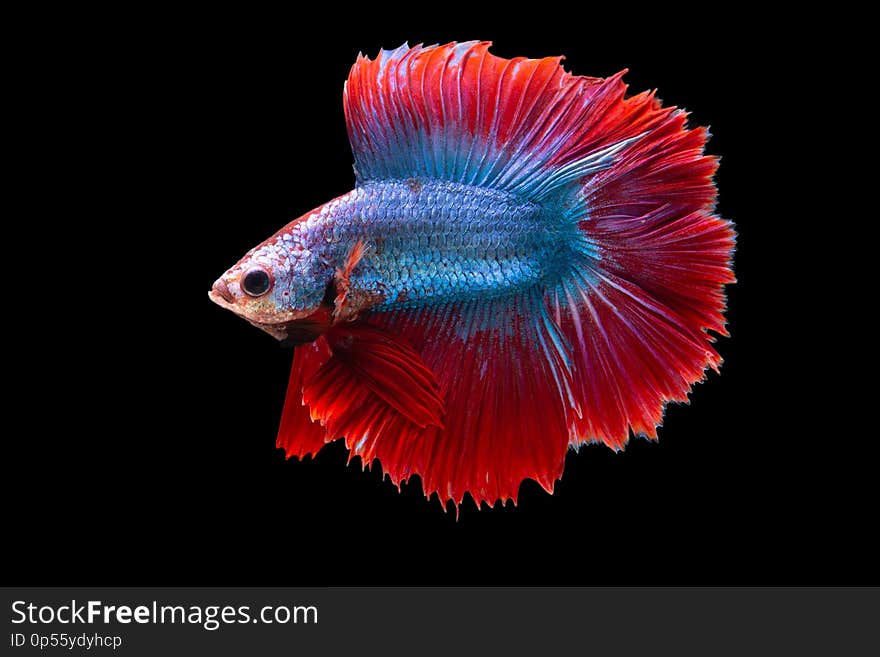 `Halfmoon Betta` capture the moving moment beautiful of siam betta fish in thailand on black background. `Halfmoon Betta` capture the moving moment beautiful of siam betta fish in thailand on black background