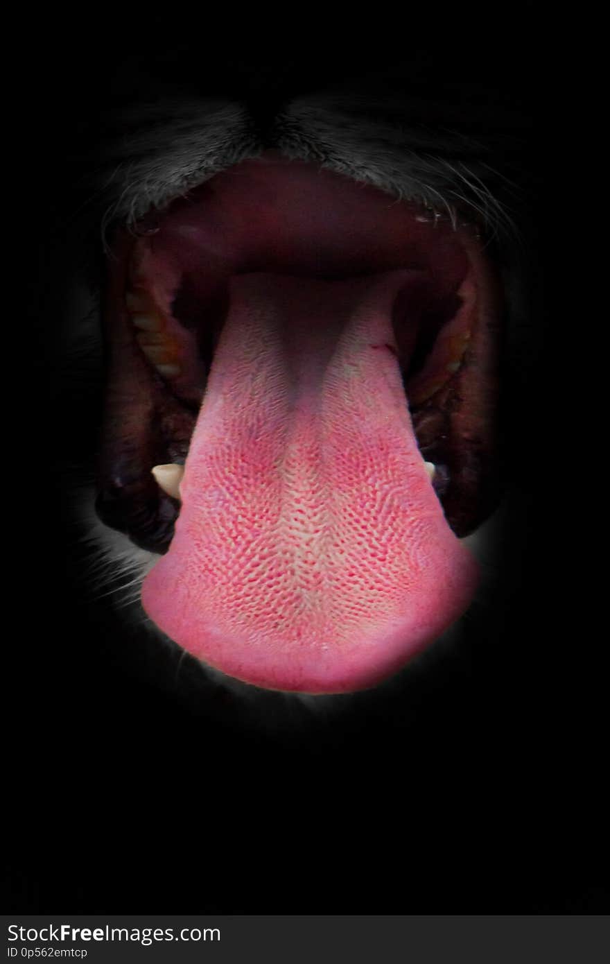 The muzzle of a lioness with an open predatory mouth black abyss of the womb and a long red tongue close-up, expresses greed and desire
