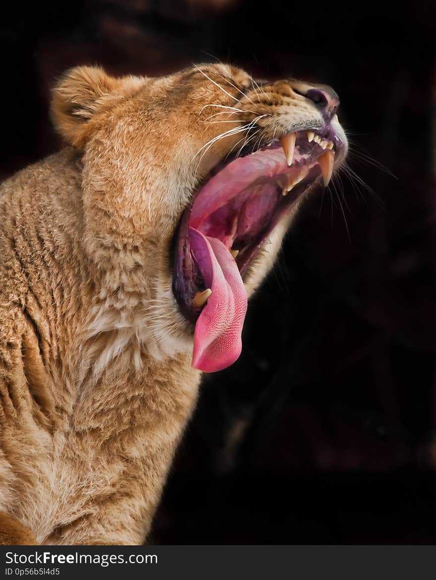 A huge face of a predatory lioness with a wide open red hungry voracious mouth, a lioness growls exposing fangs and a red tongue. Dark background