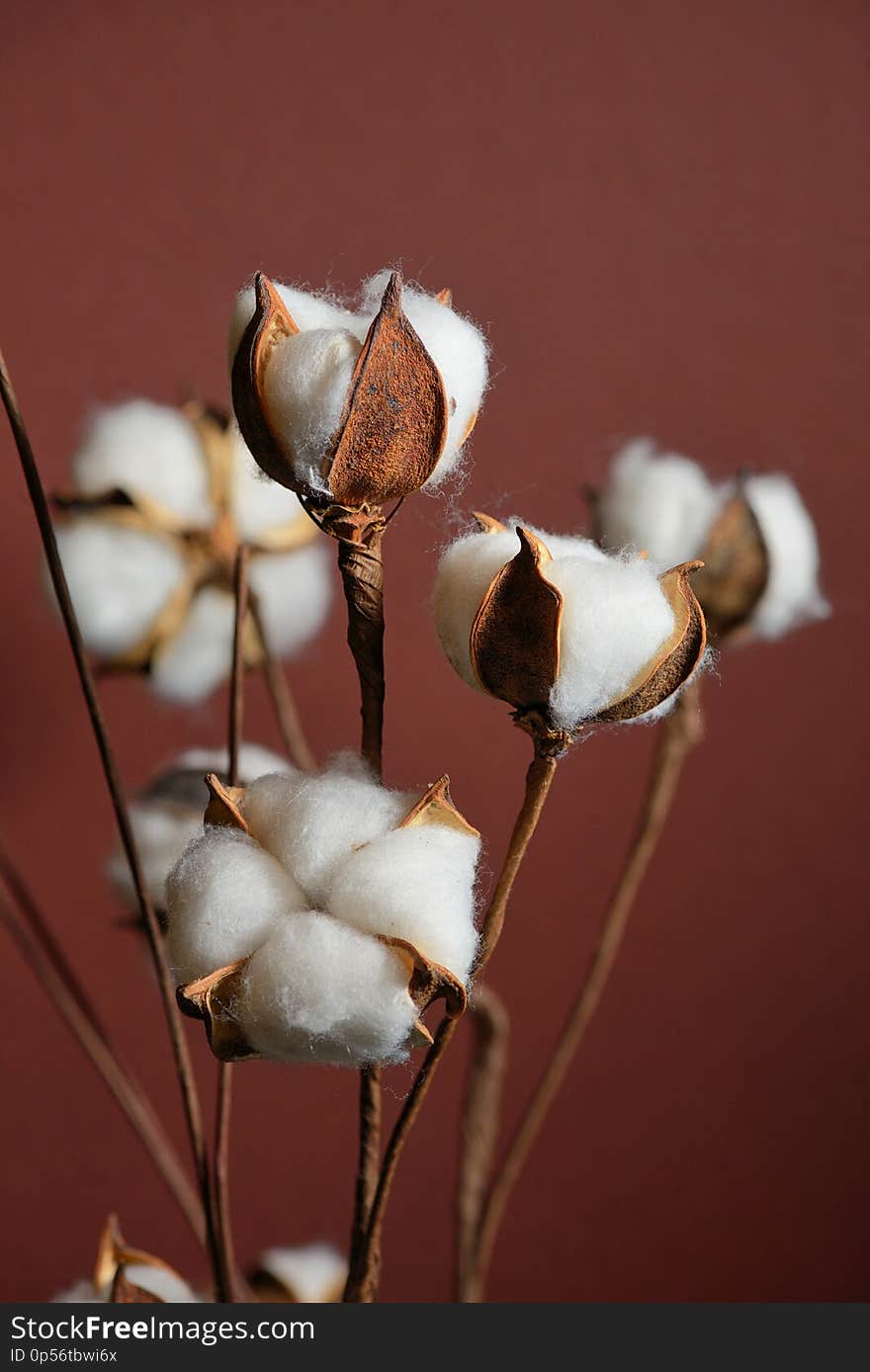 Cotton branches in vase