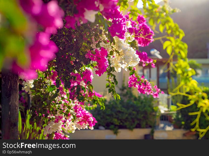 Bougainvillea bushes with pink and white blooming flowers against a blurred background