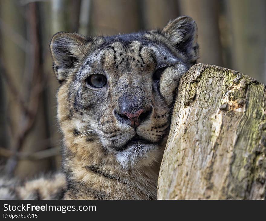 Portrait of sitting Female Snow Leopard, Uncia uncia