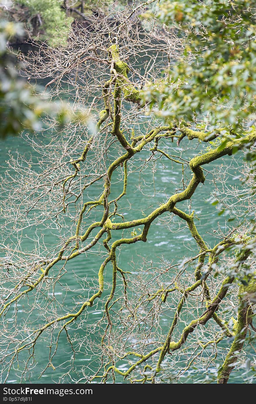 Tree full of moss on a river