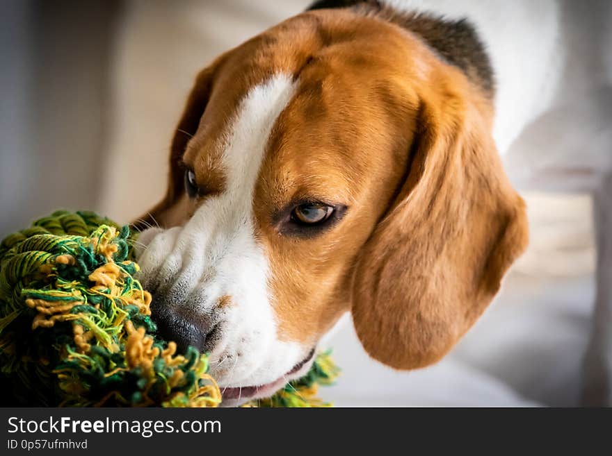 Beagle dog biting and chewing on rope knot toy on a couch. Closeup relaxation beauty humor happy portrait room canine lounge indoor mammal bed modern brown pedigreed sleep nature rest adorable funny home purebred sleepy animal nursling young beautiful pet domestic warm comfort indoors cute interior lying resting nose sofa hound house snout
