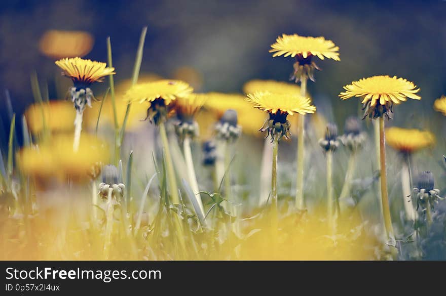 Yellow Flowers Of Weed Dandelions In The Field