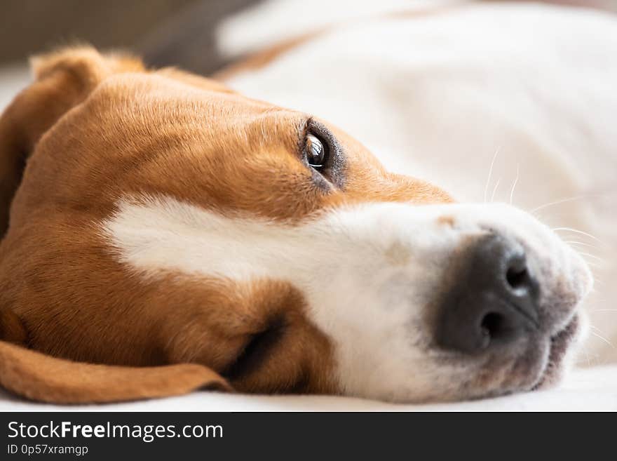 Beagle dog tired lie on couch and resting