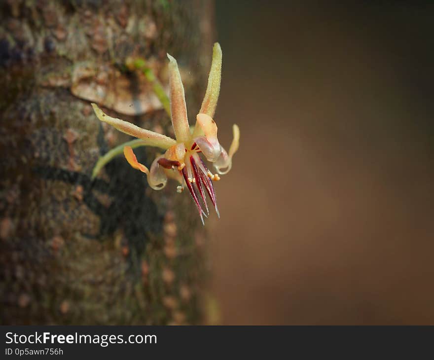 Cacao flower.