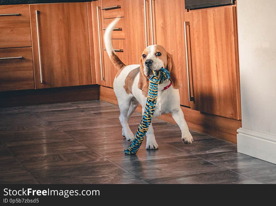 A playful beagle puppy running with a chew toy in its mouth. A playful beagle puppy running with a chew toy in its mouth.