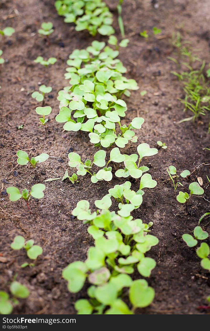 Green sprout growing from seed