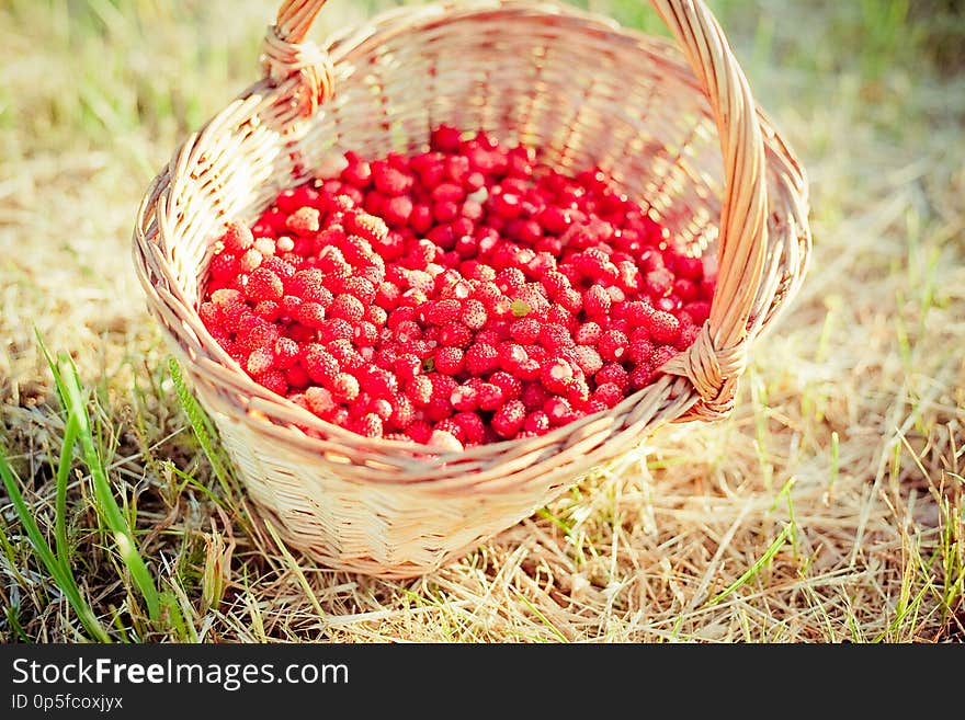 Basket of fresh strawberries outdoors