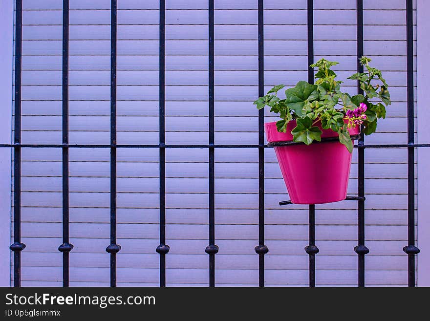 Flower in a pot. Pot of flowers standing on a windowsill.